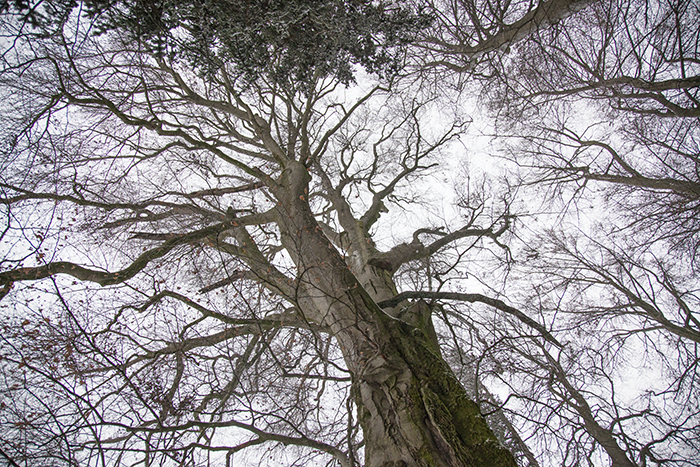 Impressions of Silent Visit in Bad Endorf (Germany) with European Beech (Fagus sylvatica)