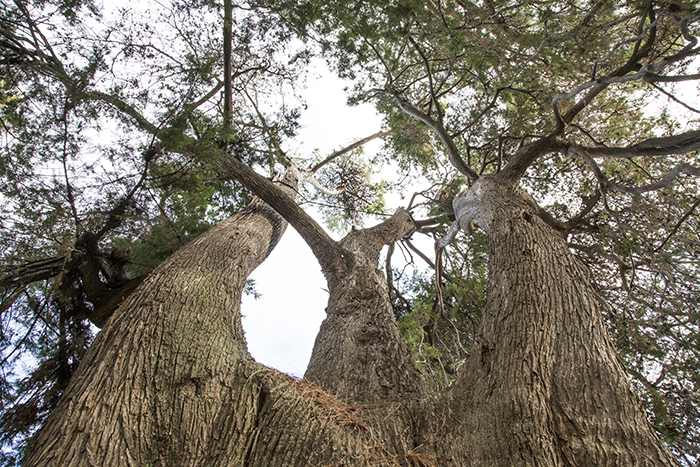 Impressions of Silent Visit at Capo Mortola (France) with Mexican White Cedar (Cupressus lusitanica)