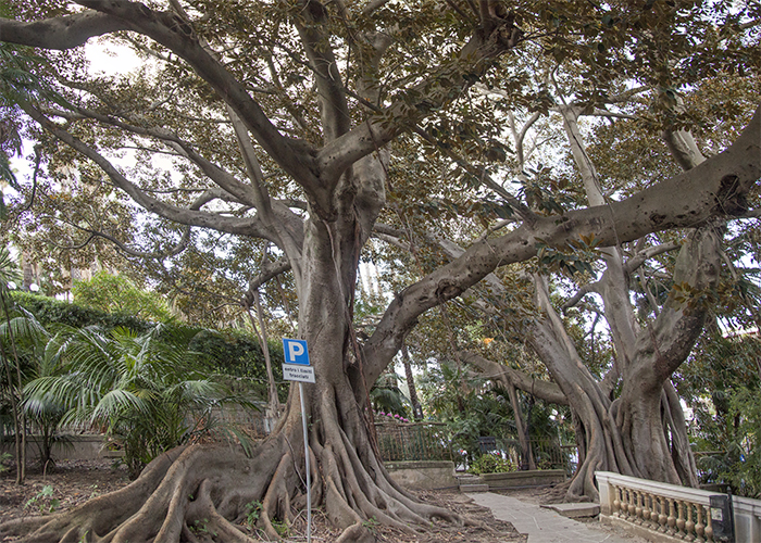 Impressions of Silent Visit in Sanremo (Italy) with Ficus macrophylla