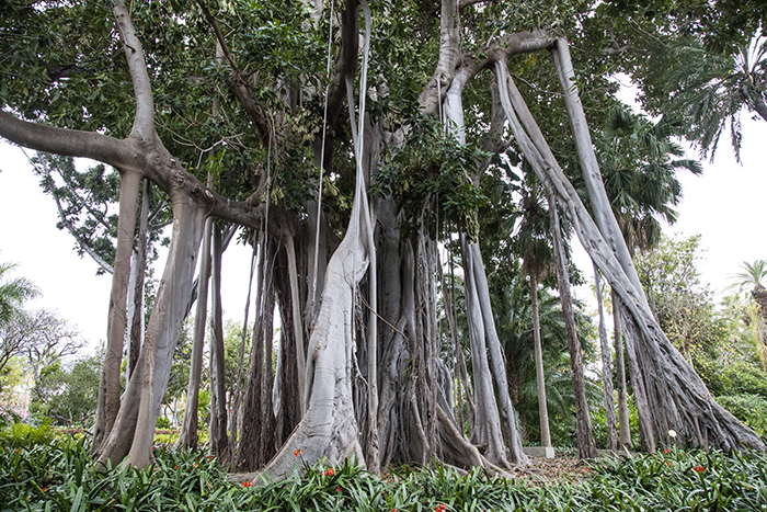 Impressions of Silent Visit in Puerto de la Cruz (Tenerife, Canarian Islands) with Rubber fig (Ficus macrophylla)