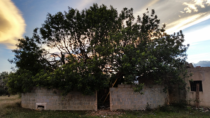 St John’s-bread and Olive Tree in Sant Joan de Moró and Castelló de la Plana