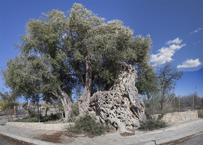 Impressions of Silent Visit in Villajoyosa (Spain) with Olive tree (Olea europea)