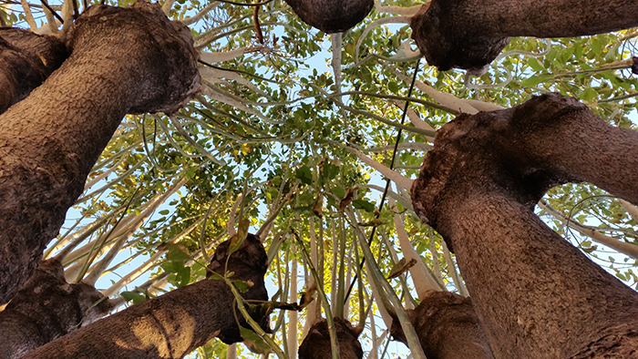 Impressions of Silent Visit in Gibraltar with Ombu tree (Phytolacca dioica)