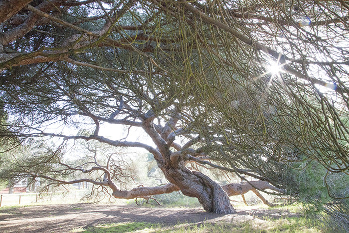 Impressions of Silent Visit in Mazagón (Spain) with Pine Tree (Pinus pinea)