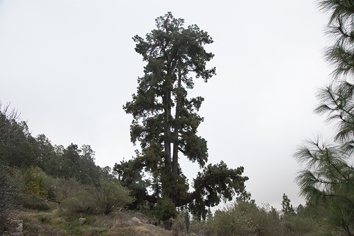 Impressions of Silent Visit in Vilaflor (Tenerife, Canarian Islands) with “Pino Gordo” (Pinus canariensis)