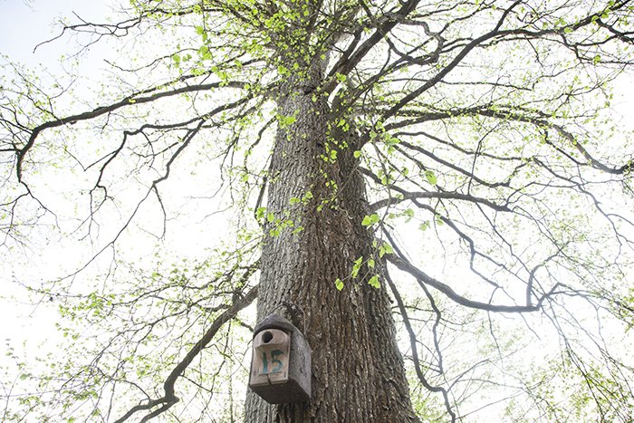 Turkish hazel (Corylus colurna) Heidelberg, Germany