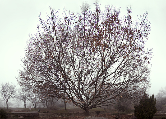 Impressions of Silent Visit in Budapest (Hungary) with Linden and Oak tree (Tilia and Quercus)