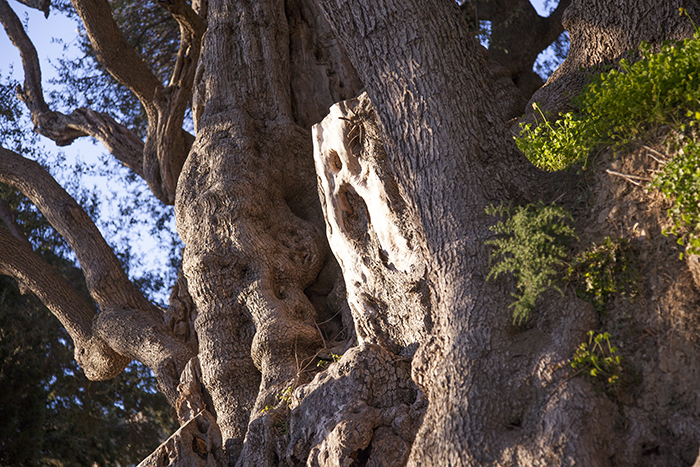 Impressions of Silent Visit in Menton (France) with Olive tree (Olea europea)