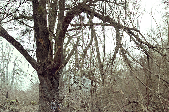 Impressions of Silent Visit in Vienna (Austria) with Black poplar (Populus nigra)