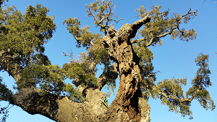 Impressions of Silent Visit in Fréjus (France) with Cork Oak (Quercus suber)