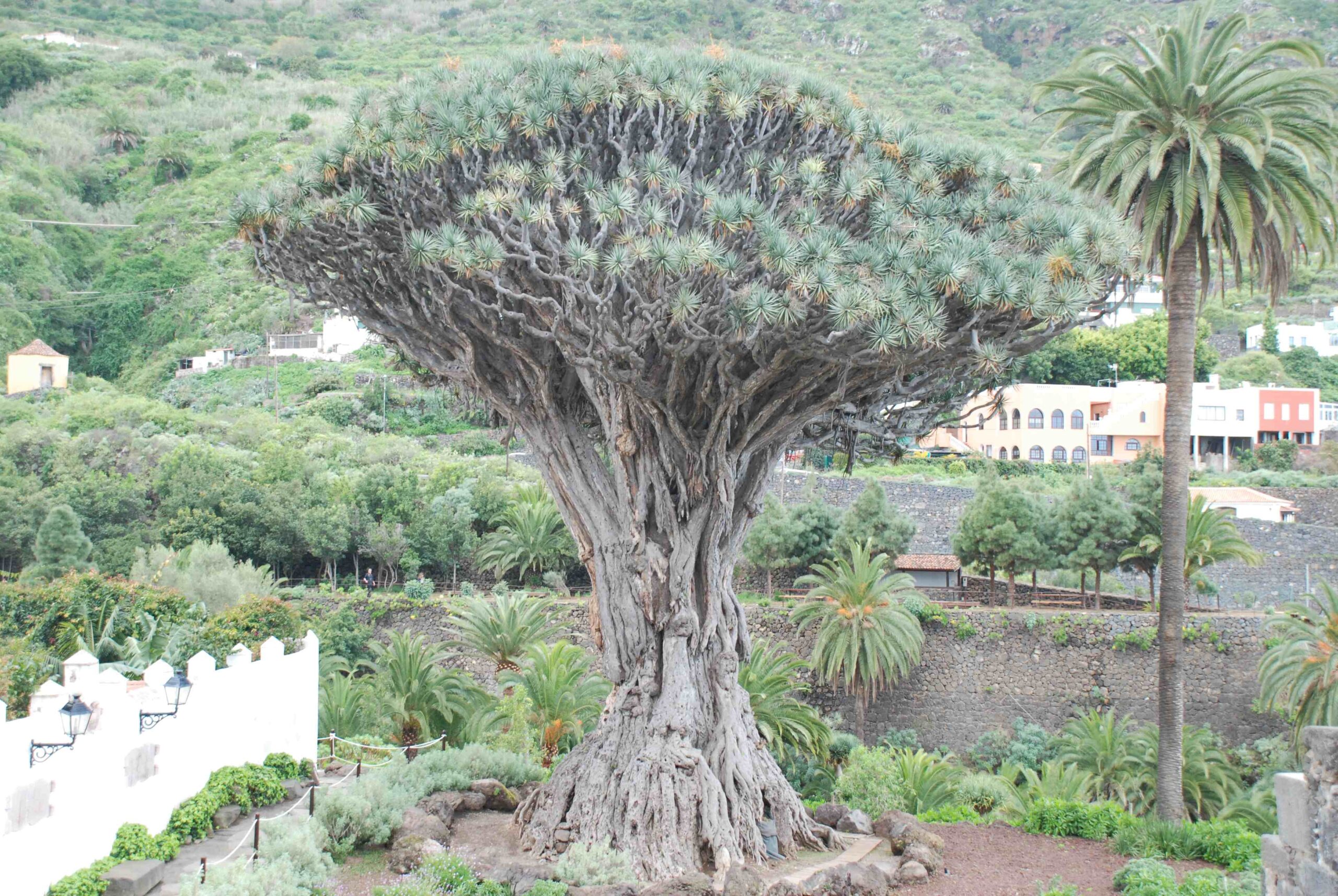 Impressions of Silent Visit in Icod de los Vinos (Tenerife, Canarian Islands) with Dragon Tree (Dracaena draco)