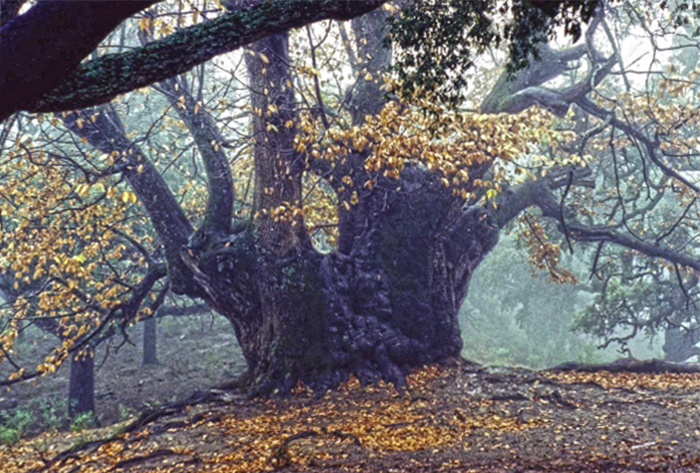 Edelkastanie (Castanea sativa) Istán, Spanien