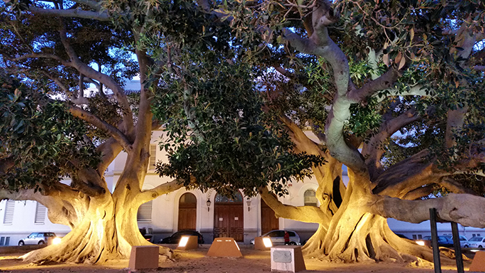 Impressions of Silent Visit in Cádiz (Spain) with Rubber fig (Ficus elastica)