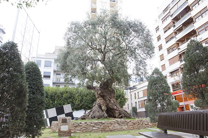 Impressions of Silent Visit in Castelló de la Plana, Spain (Olea europea)