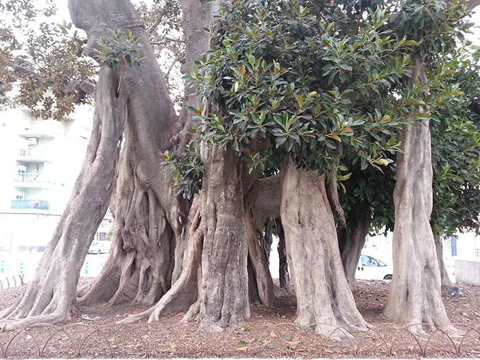 Ficus benghalensis in Vélez-Málaga, Spanien