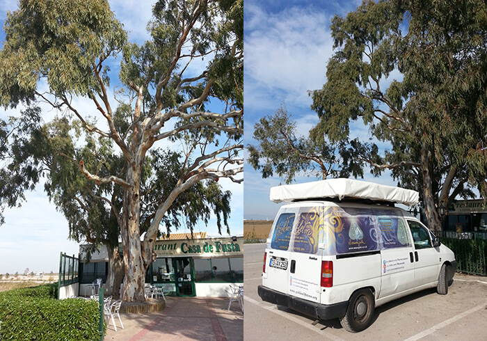 Eucalyptus globulus in Amposta in the “Delta de l’Ebro” (Spain)