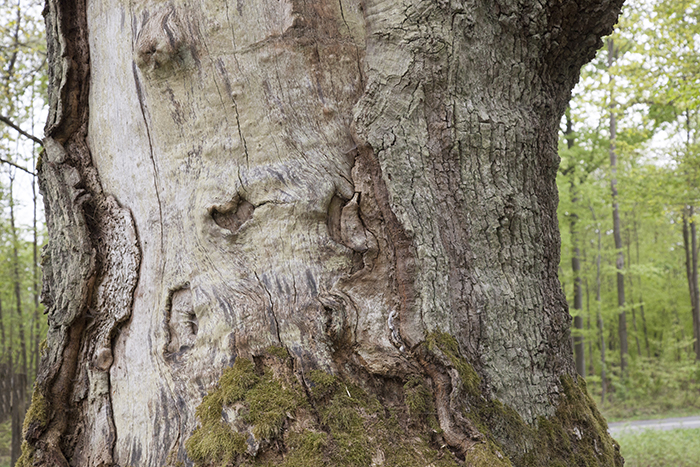 Initial tree of the “Silent Journey” in Heidelberg (Germany)