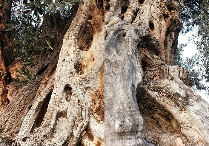 La Oliviera Grossa in Villajoyosa Teil 2