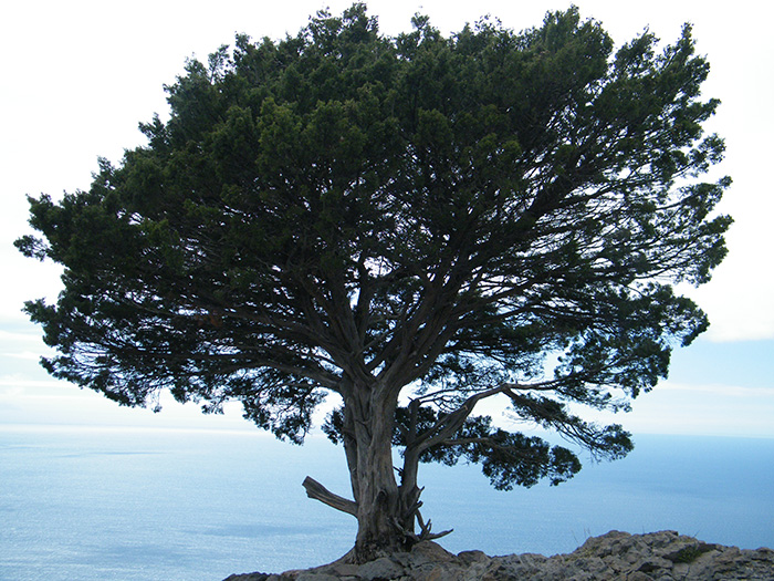 Initial tree of the Silent Journey 2016 in La Gomera (Canary Islands)