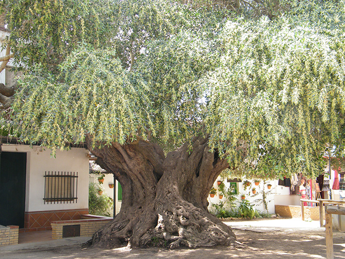 Acebuche “El Toruño” in El Rocío (Spain)