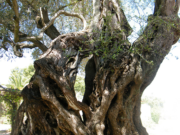 “Oliveira Bimilinaria” (Olea europea) in Santa Luzia, Portugal