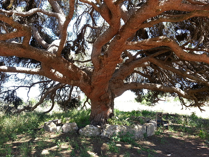 Pine Tree (Pinus pinea) in Alvor, Portugal