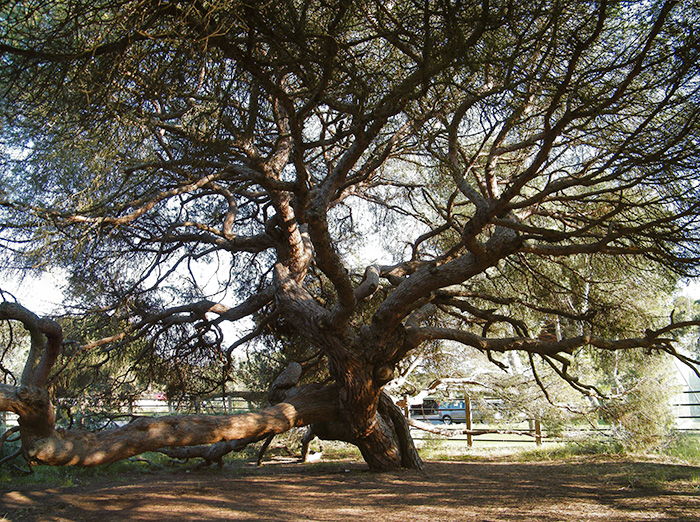 Dancing pine tree in full bloom