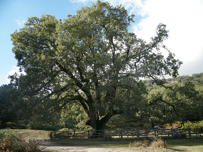 Pyrenäeneiche Quercus pyrenaica, Casabelloza, Spanien