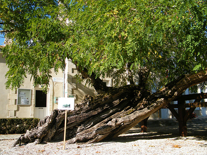 Robinia pseudoacacia, Saint-Hilaire-la-Palud, Frankreich