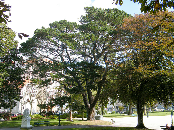 See-Kiefer, Pinus pinaster, Biarritz, France