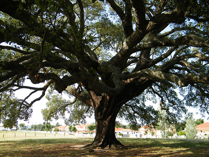 Cork Oak “Sobreiro”, Aguas de Moura, Portugal