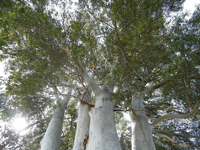 Eucalyptus globulus, Badajoz, Spanien
