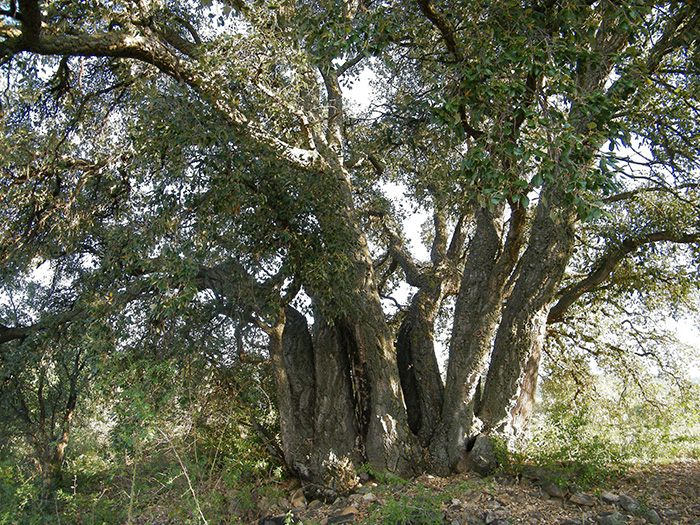 Korkeiche, Quercus suber, Sestrica, Spanien