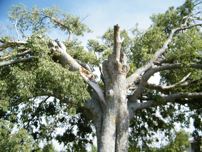 Europäischer Zürgelbaum, Celtis australis, Chibluco, Spanien